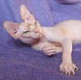 /album/fotogalerie-gizmo-of-sphynxvalley/gizmo-24-2-2008-0061-jpg1/
